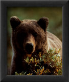 Grizzly Affiches par John Pezzenti Jr