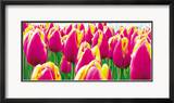 Tulipani Stampe di Jan Lens