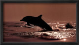 Delphinus Delphis Affiches par Bob Talbot