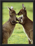 Two Kangaroos Pósters por Steve Toon Two Kangaroos Pósters por Steve Toon