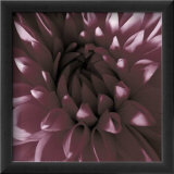 Burgundy Dahlia Posters by Shawn Kapitan
