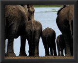 Eléphants Affiches par Philippe Bourseiller