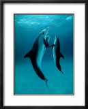 Danse Des Dauphins Posters by Bob Talbot