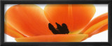 Orange Tulip Arte por Michael Bird