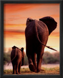 Elephant Cow with Calf Poster by Tim Davis