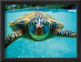 Honu, Turtle Estampe encadrée par Kirk Lee Aeder