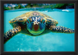 Honu, Turtle Posters par Kirk Lee Aeder