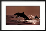 Delphinus Delphis Affiches par Bob Talbot