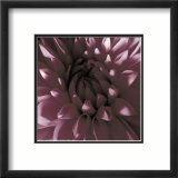 Burgundy Dahlia Posters by Shawn Kapitan