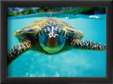 Honu, Turtle Art by Kirk Lee Aeder