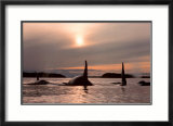 Twilight Prints by Bob Talbot
