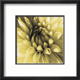 Butter Dahlia Prints by Shawn Kapitan