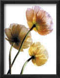 Amapolas Pósters por Cédric Porchez