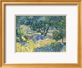 L'oliveraie Estampe encadrée par Vincent van Gogh