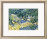 Olive Orchard, c.1889 Lámina giclée enmarcada por Vincent van Gogh