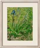Les Iris Affiches par Vincent van Gogh