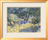 Olivenbäume Gerahmter Giclée-Druck von Vincent van Gogh