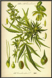 Cannibis Sativa Posters Cannibis Sativa Posters