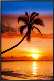 Sunset Palm Print