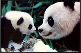 Pandas Prints