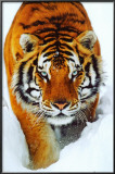 Tiger Snow Prints Tiger Snow Prints