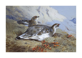 Ptarmigan in Summer Foliage Reproduction procédé giclée Premium par Archibald Thorburn