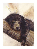 The Black Bear Premium Giclee-trykk av Philip Blacker