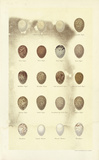 Oology I Posters par A. Poiteau