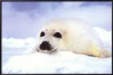 Baby Seal Cub Posters