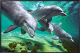 Dolphins Prints