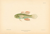 Dormitator Maculatus Giclee-tryk i høj kvalitet af A. Poiteau