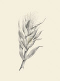 Indian Corn Art by Maria Mendez