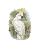 Cacatua Ophthalmica I Pósters por William Hart Cacatua Ophthalmica I Pósters por William Hart