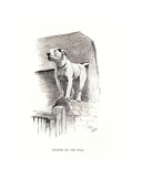 Cracker on the Wall Premium Giclee Print by Cecil Aldin