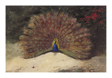 Peacock Reproduction procédé giclée Premium par Archibald Thorburn