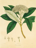East Indian Plants V Premium Giclee Print by Nathaniel Wallich