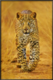 Cheetah Poster
