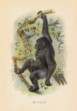 The Gorilla Arte por Anonymous