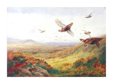 Partridges in Flight Premium Giclee Print by Archibald Thorburn