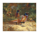 Cock and Hen Pheasants in the Woodlands Reproduction procédé giclée Premium par Archibald Thorburn