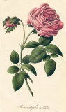 Rosa Centifolia Cristata Giclee-tryk i høj kvalitet af A. Poiteau
