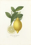 Limonier A Deux Mammelons Posters by A. Poiteau