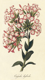 Crafsula Hybrida Giclee-tryk i høj kvalitet af A. Poiteau