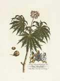 The Duke Of Cumberland Botanical Premium Giclee Print by Georg Ehret