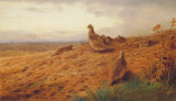 Red-Legged Partridge Premium Giclee Print by Archibald Thorburn