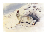 White Hare Premium Giclee Print by Archibald Thorburn