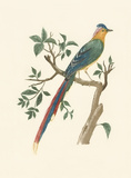 La Pie Huppe'e Reproduction procédé giclée Premium par Jacques Barraband