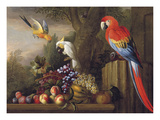 Parrots Of Paradise Premium Giclee Print by Jacob Bogdani