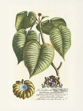 The Duke Of Dorset Botanical Premium Giclee Print by Georg Ehret
