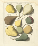 Orchard Pears I Láminas por A. Poiteau